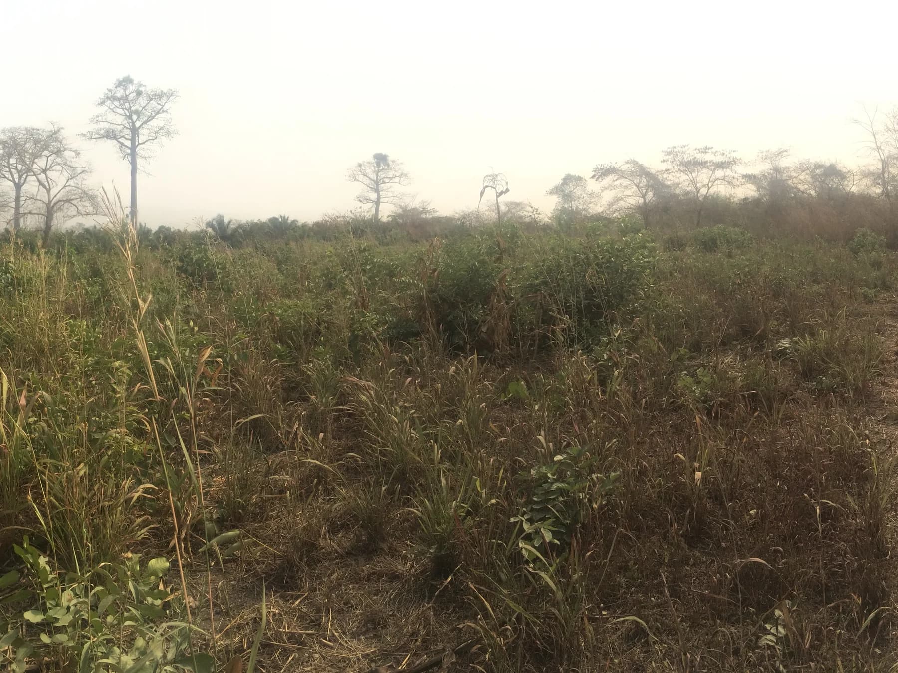 The undeveloped VIMA project site in Tsibu, Ghana, with tall grasses and mature trees